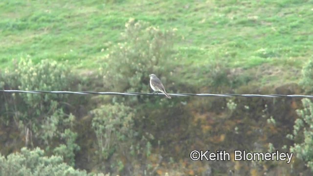 Rufous-webbed Bush-Tyrant - ML201031361