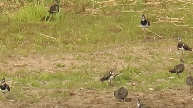 Northern Lapwing - ML201031451