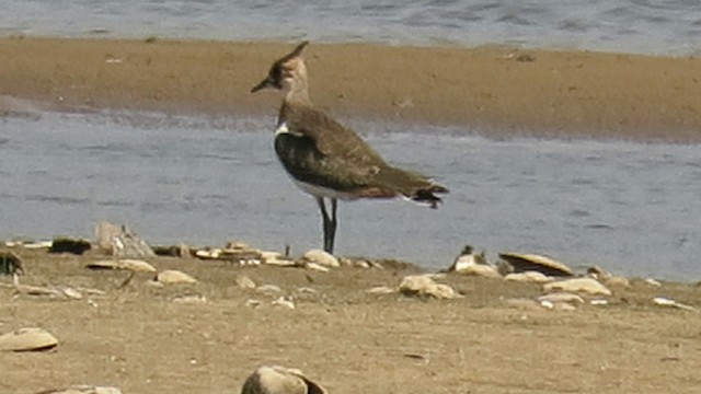 Northern Lapwing - ML201031461