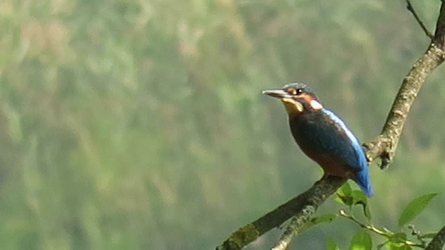 Common Kingfisher (Common) - ML201031491