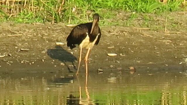 Black Stork - ML201031521