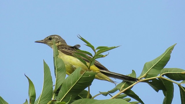 Western Yellow Wagtail (flava) - ML201031531