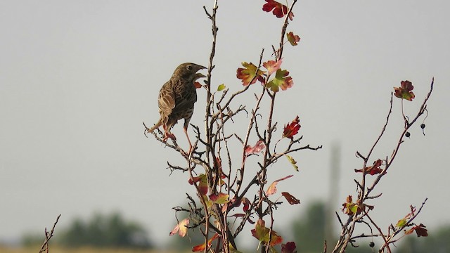 Corn Bunting - ML201031561