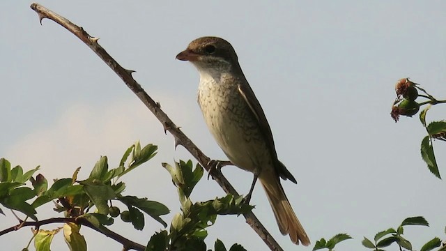 Red-backed Shrike - ML201031571