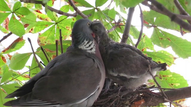 Pigeon ramier (groupe palumbus) - ML201031621