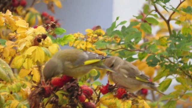 European Greenfinch - ML201031711