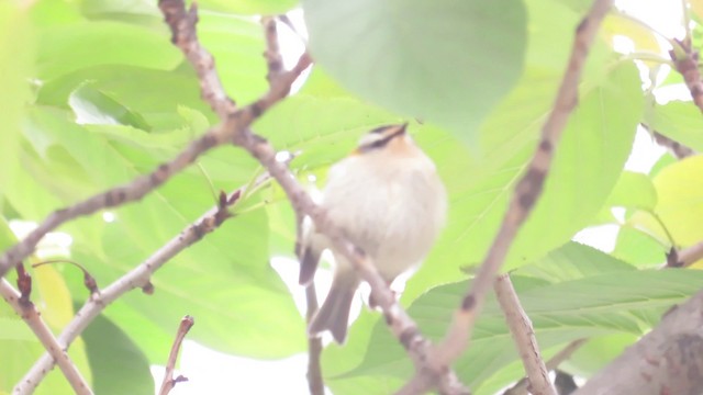 Common Firecrest - ML201031731