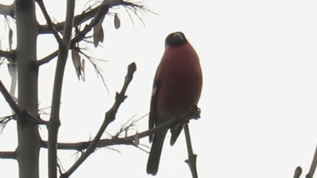 Eurasian Bullfinch (Eurasian) - ML201031881