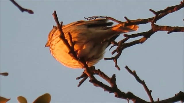 Yellowhammer - ML201031911