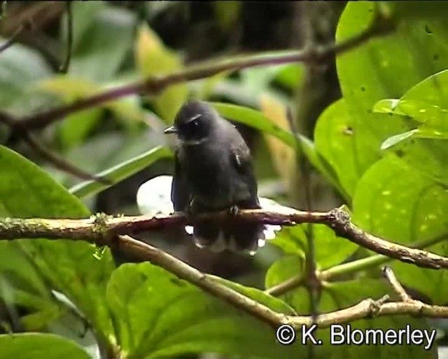 White-throated Fantail - ML201032211