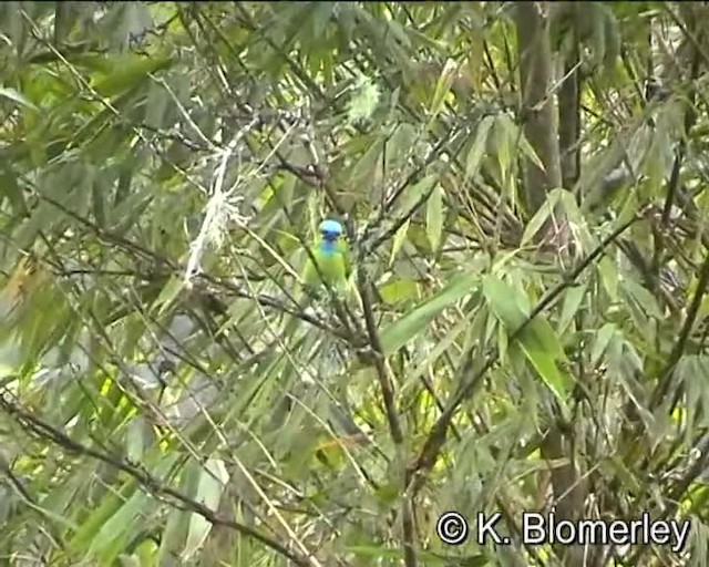 Golden-naped Barbet - ML201032221