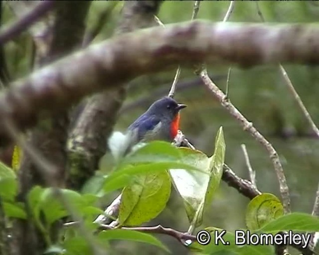 Black-sided Flowerpecker - ML201032271