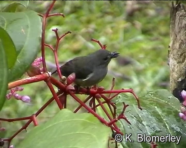 belteblomsterfugl - ML201032281