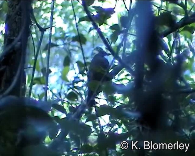 Penan Bulbul - ML201032291