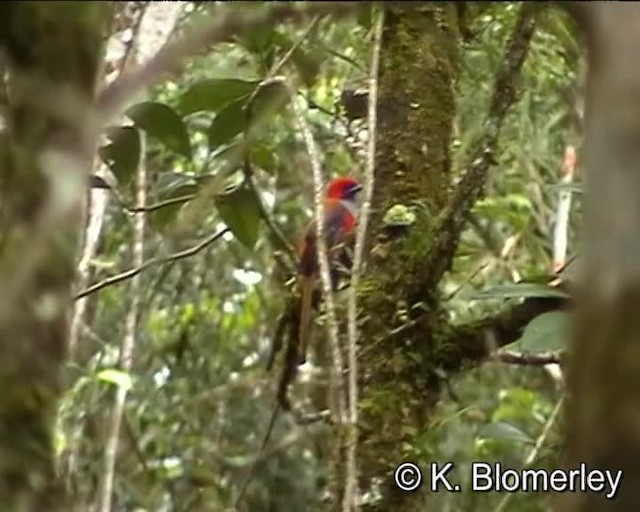 Whitehead's Trogon - ML201032301