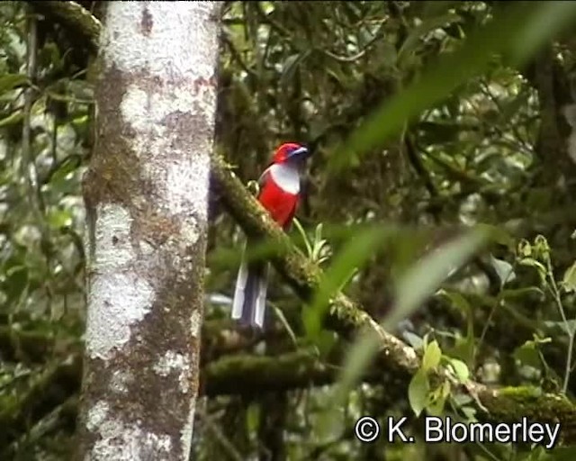 Whitehead's Trogon - ML201032311