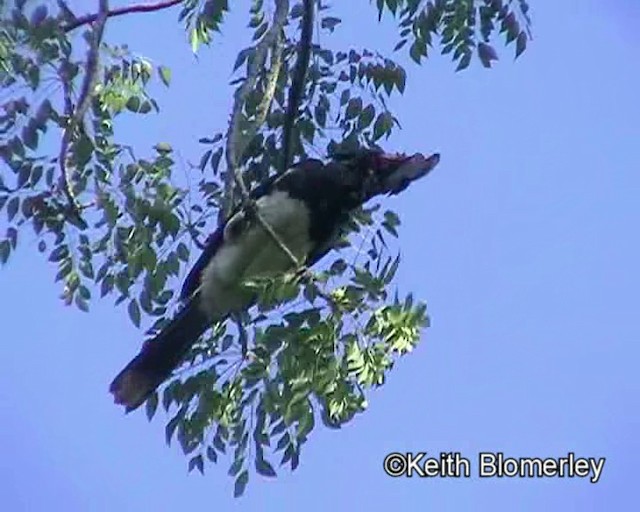 Trumpeter Hornbill - ML201032321