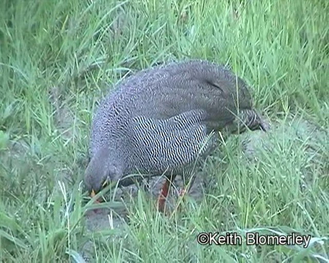 Red-billed Spurfowl - ML201032341