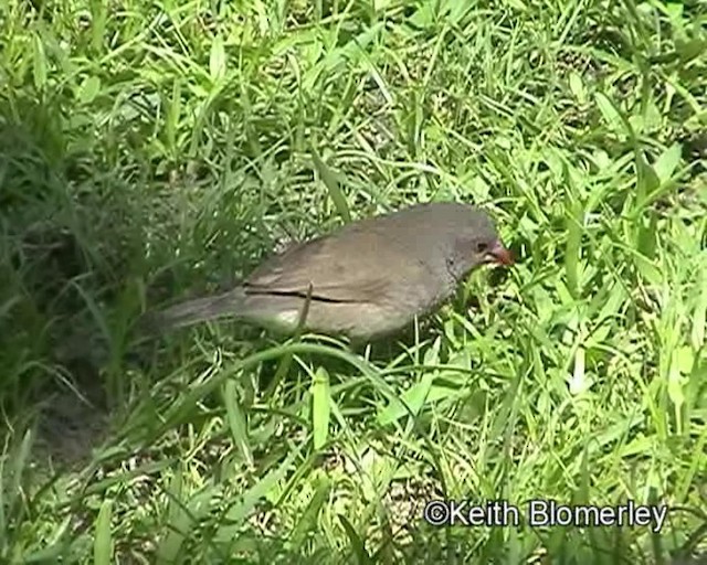 Brown Firefinch - ML201032361