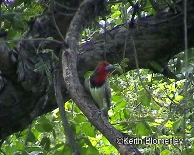 Halsband-Bartvogel - ML201032371