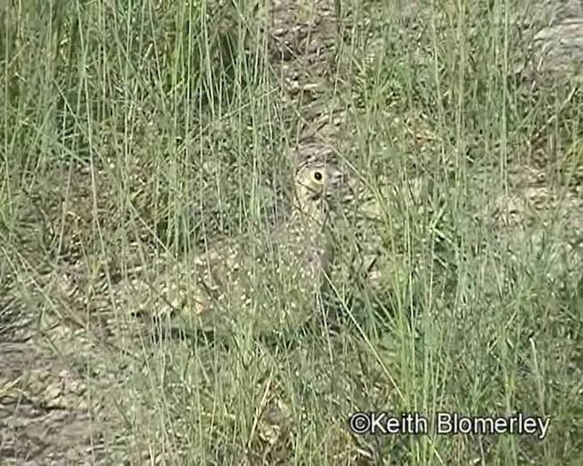 Burchell's Sandgrouse - ML201032421