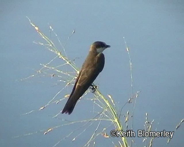 マユジロショウドウツバメ - ML201032431