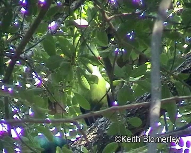 Turaco de Schalow - ML201032451