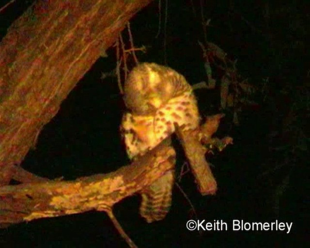 African Barred Owlet (Bar-fronted) - ML201032511