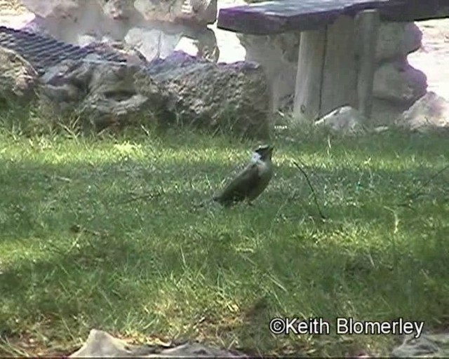 Black-faced Babbler - ML201032521