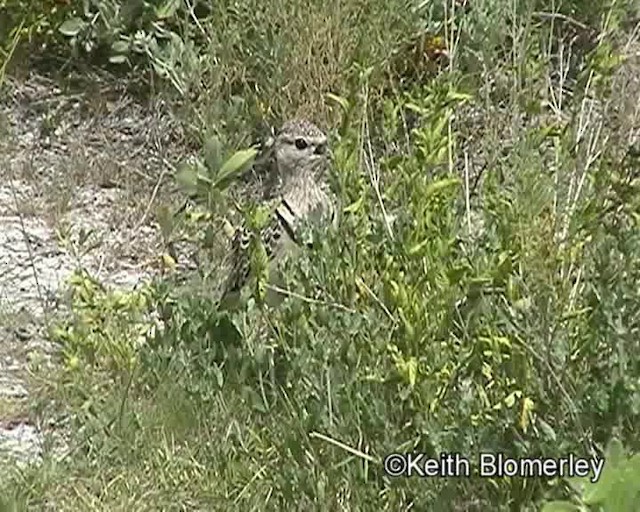 Double-banded Courser - ML201032561