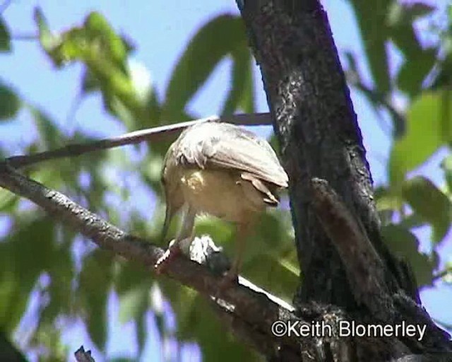 Long-billed Crombec - ML201032701