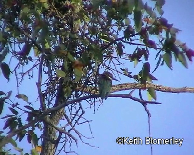 Madagascar Bee-eater - ML201032731