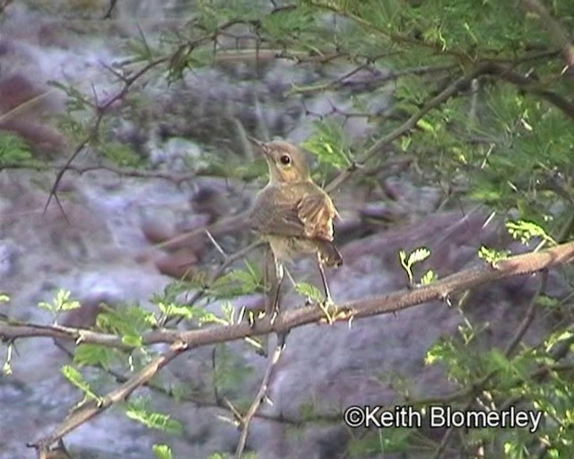 Familiar Chat - ML201032751