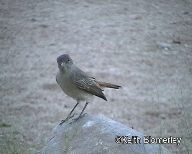 Familiar Chat - ML201032761