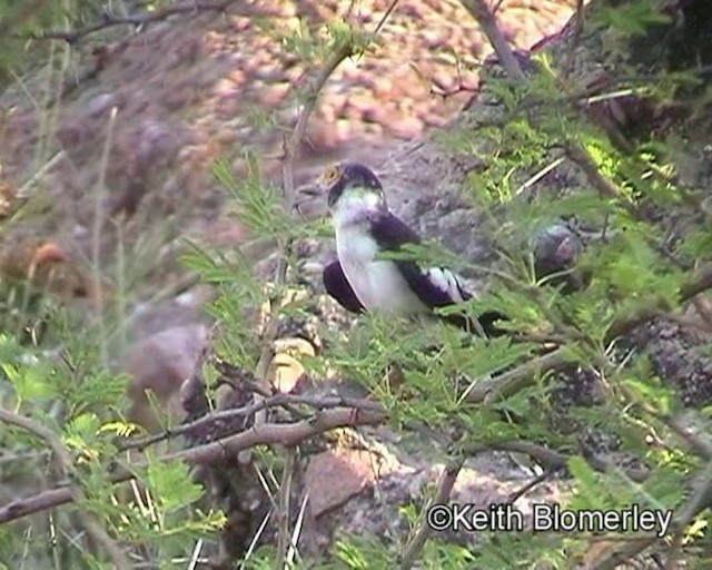 White Helmetshrike (Yellow-eyed) - ML201032781