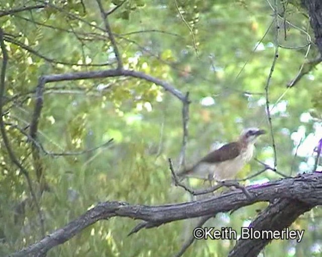 Bare-cheeked Babbler - ML201032791