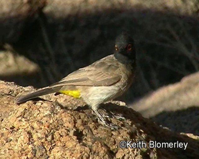 Bulbul Encapuchado - ML201032811