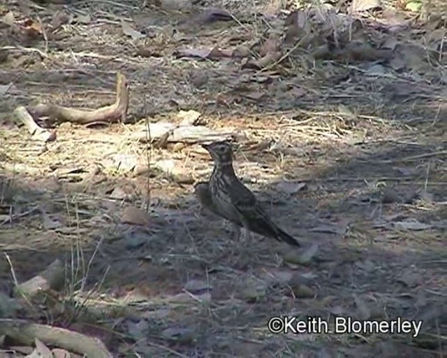 Dusky Lark - ML201032861