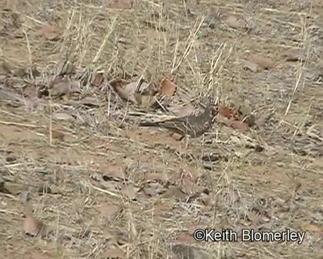 Dusky Lark - ML201032871