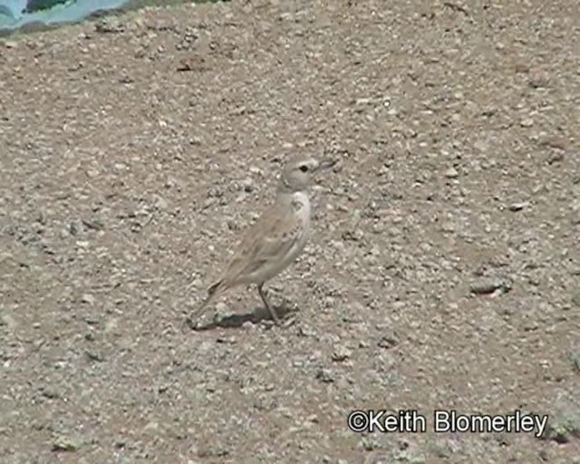 Gray's Lark - ML201032911