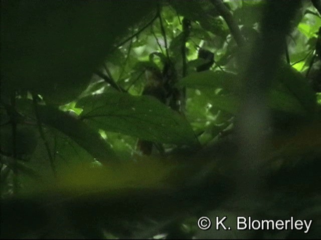 Fahlkehl-Baumspäher (turdinus) - ML201032961