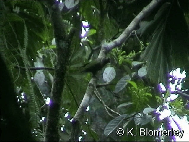 オグロウロコインコ（melanura グループ） - ML201032971