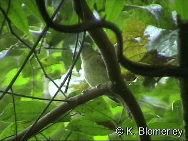 Mouse-colored Antshrike - ML201033001
