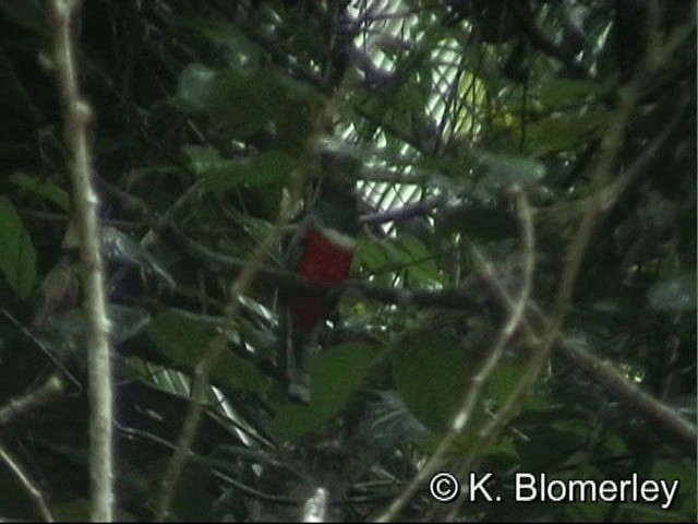 Collared Trogon (Collared) - ML201033031