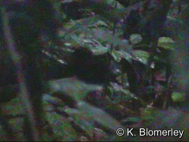 Rufous-capped Antthrush - ML201033041