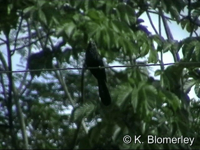 Smooth-billed Ani - ML201033131