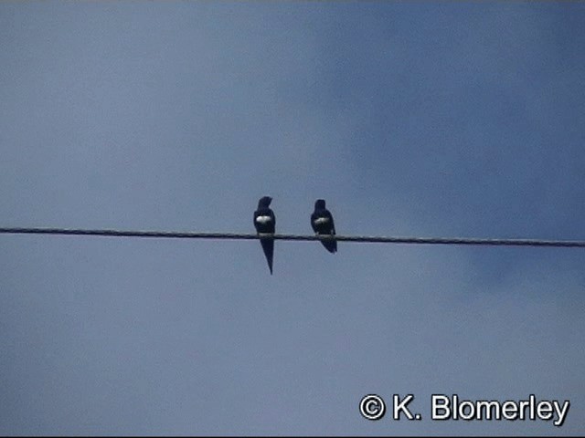 Golondrina Fajiblanca - ML201033141