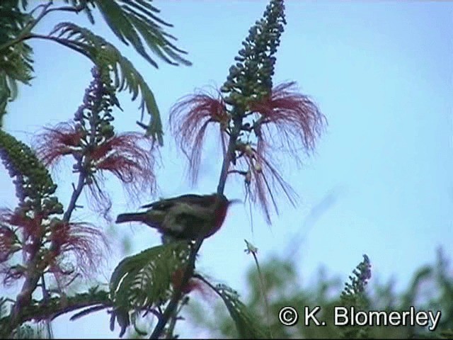 Sulawesi Myzomela - ML201033201