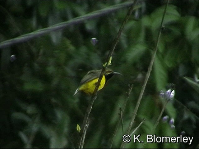 Sahul Sunbird - ML201033211