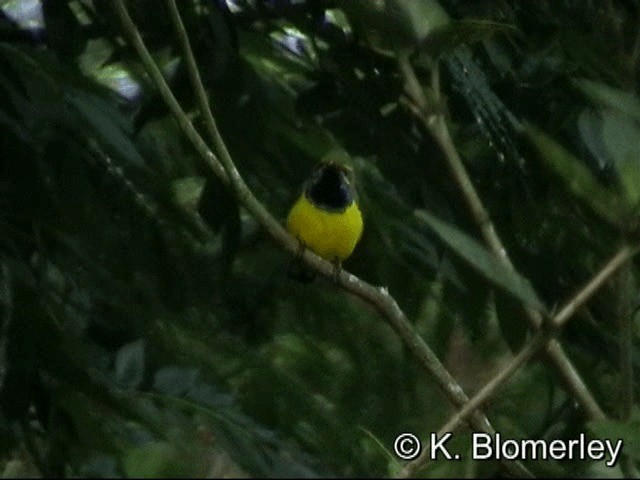 Sahul Sunbird - ML201033221